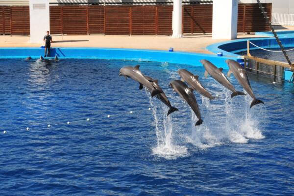 dolphins-1039164